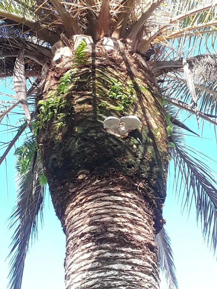 Professional outdoor landscaping for beautiful yards in Bonita Springs, FL by Patriot Pest Management