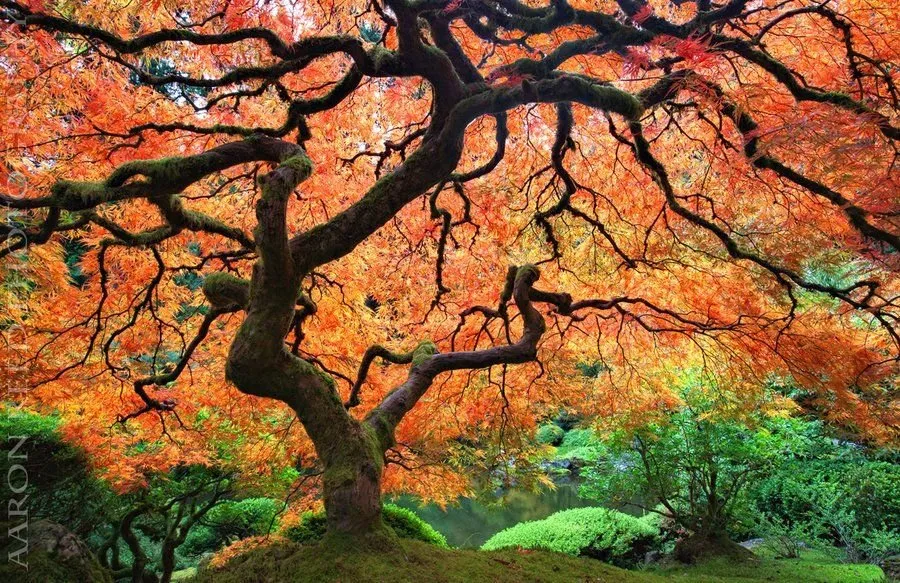 Expert landscaping services for outdoor upgrades in Bonita Springs, FL by Patriot Pest Management