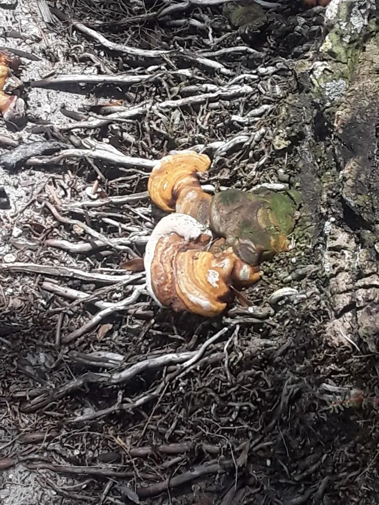 Professional residential landscaping in Bonita Springs, FL by Patriot Pest Management