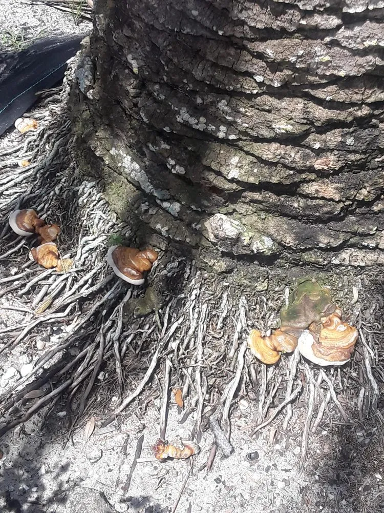 Trusted landscape design experts serving Bonita Springs, FL - Patriot Pest Management