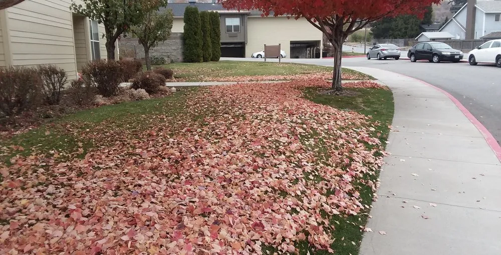 Top-rated landscape design in Spring Hill, FL by Patriot Services