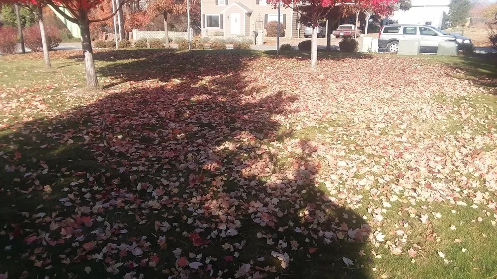 Reliable outdoor landscaping for beautiful yards across Spring Hill, FL - Patriot Services