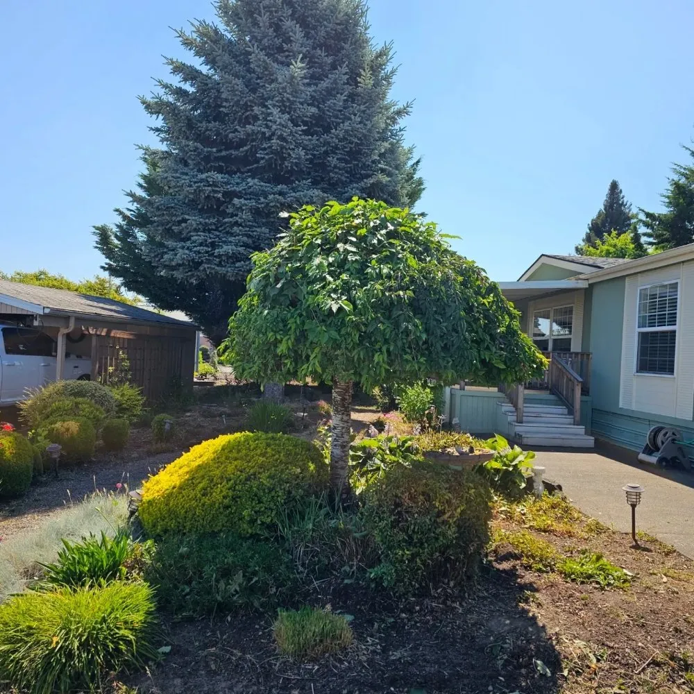 Local landscape installation in Lafayette, OR by Patriot Strong Landscaping