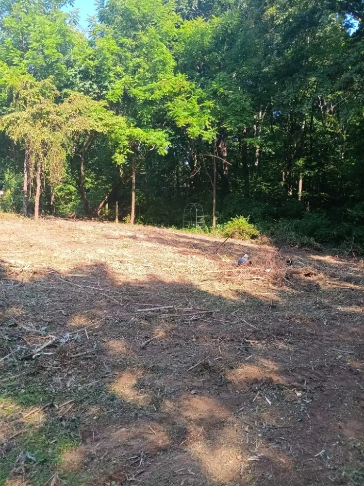 Local yard cleanup service for year-round maintenance across Maryville, TN - Patriot Stump Grinding