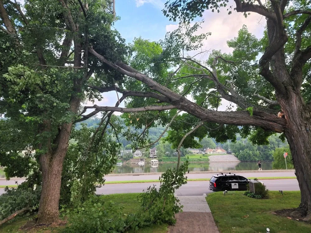 Reliable yard cleanup service in Charleston, WV - Patriot Tree Experts