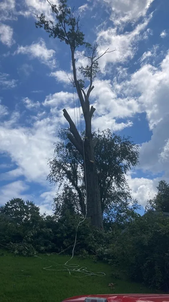 Expert landscape installation for year-round maintenance across Charleston, WV - Patriot Tree Experts