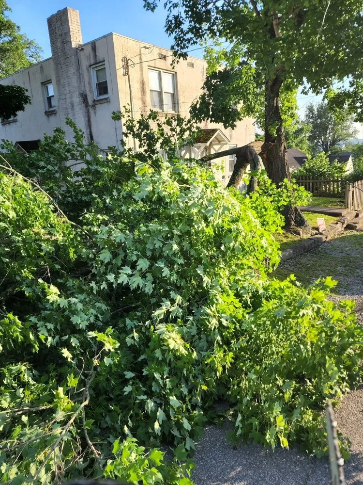 Local residential landscaping in Charleston, WV - Patriot Tree Experts