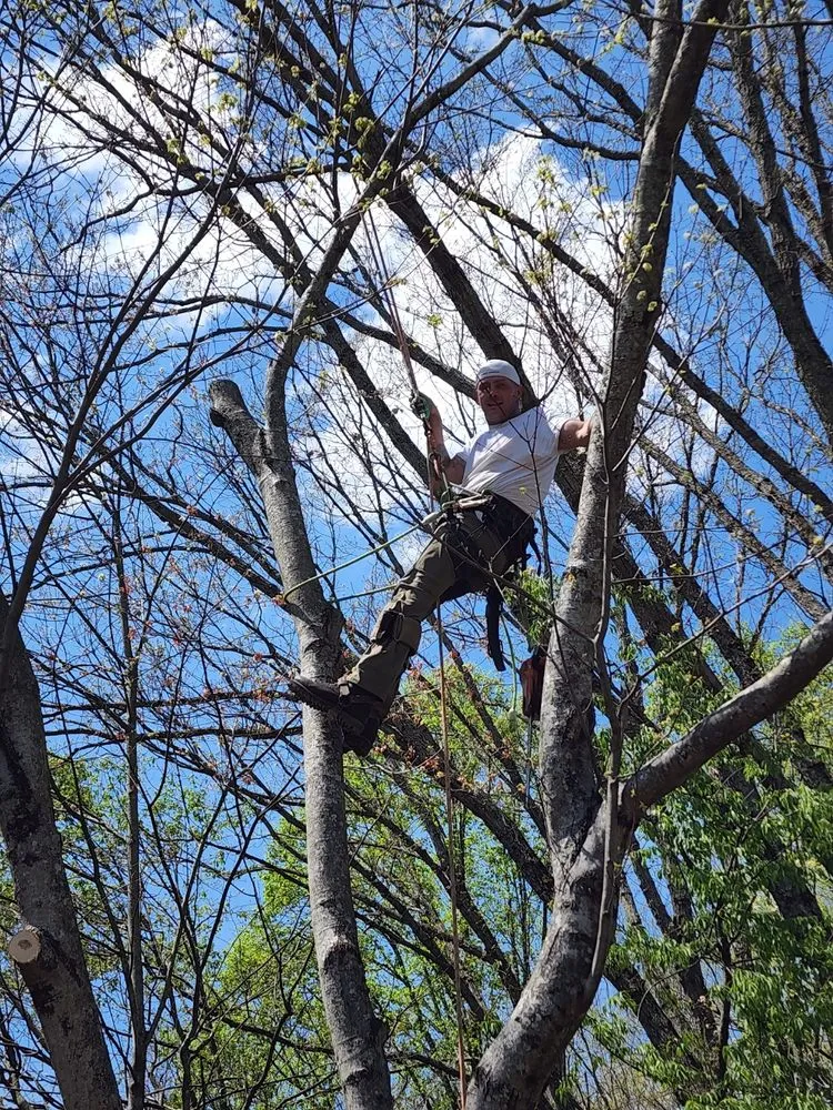 Local landscaping services in Charleston, WV by Patriot Tree Experts