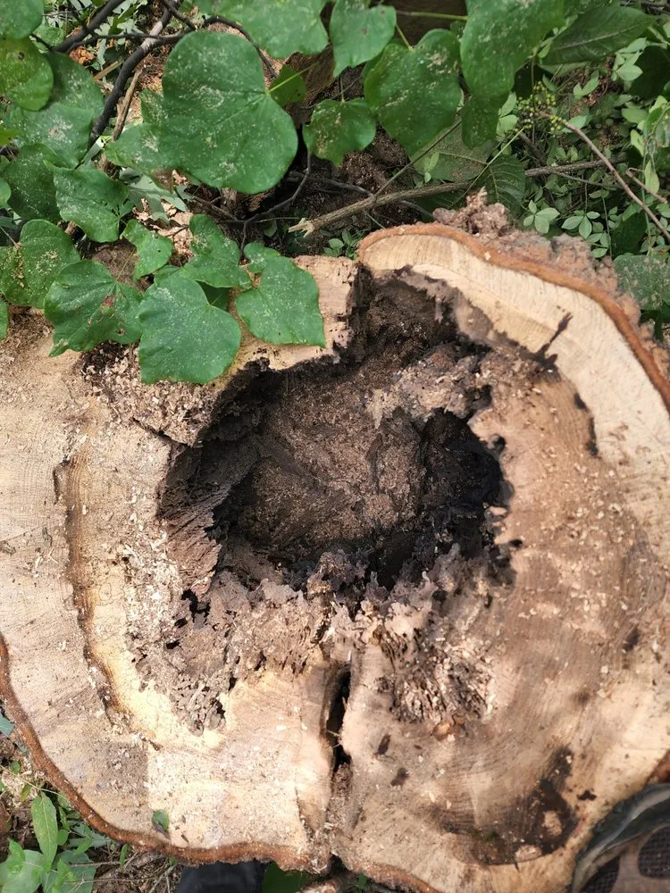 Reliable garden landscaping near you in Charleston, WV by Patriot Tree Experts