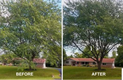 Professional landscape installation in Fairfax, VA by Patriot Tree Experts