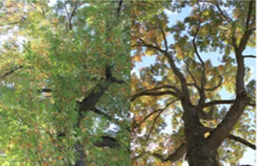 Local yard cleanup service in Fairfax, VA by Patriot Tree Experts