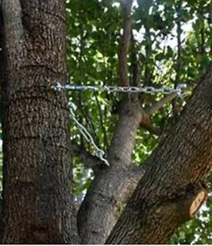 Trusted lawn mowing service in Fairfax, VA - Patriot Tree Experts