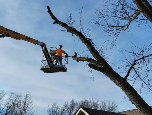 Patriot Tree Service Logo