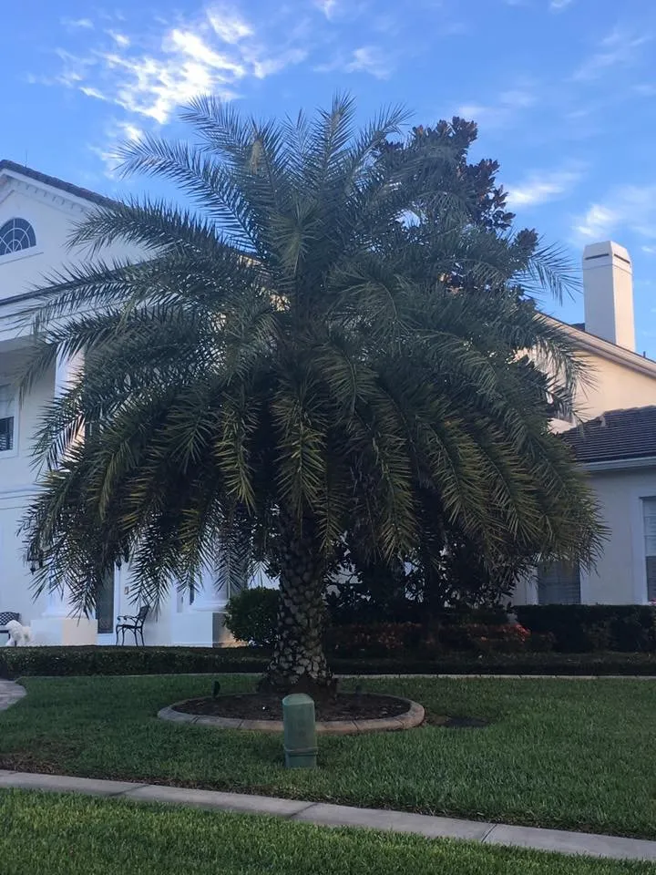 Trusted yard cleanup service in New Smyrna Beach, FL by Patriot's Lawn Care Professionals