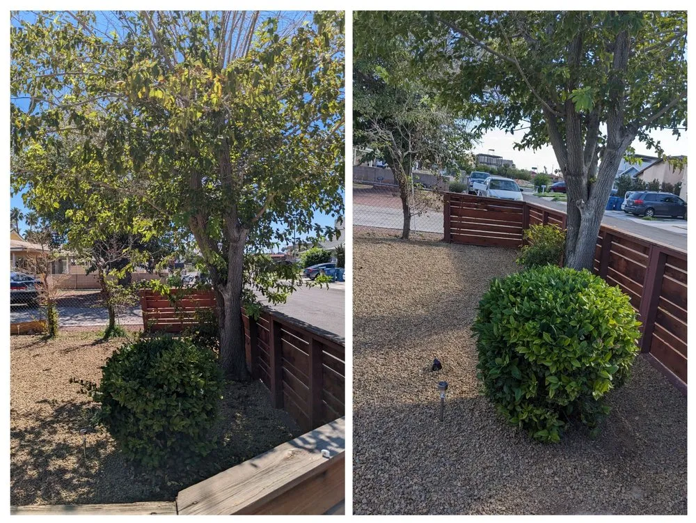 Local yard maintenance for homes across Las Vegas, NV - Patrones Landscaping