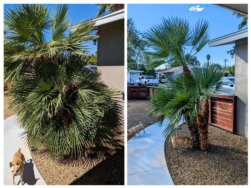 Expert landscaping services for outdoor upgrades across Las Vegas, NV - Patrones Landscaping