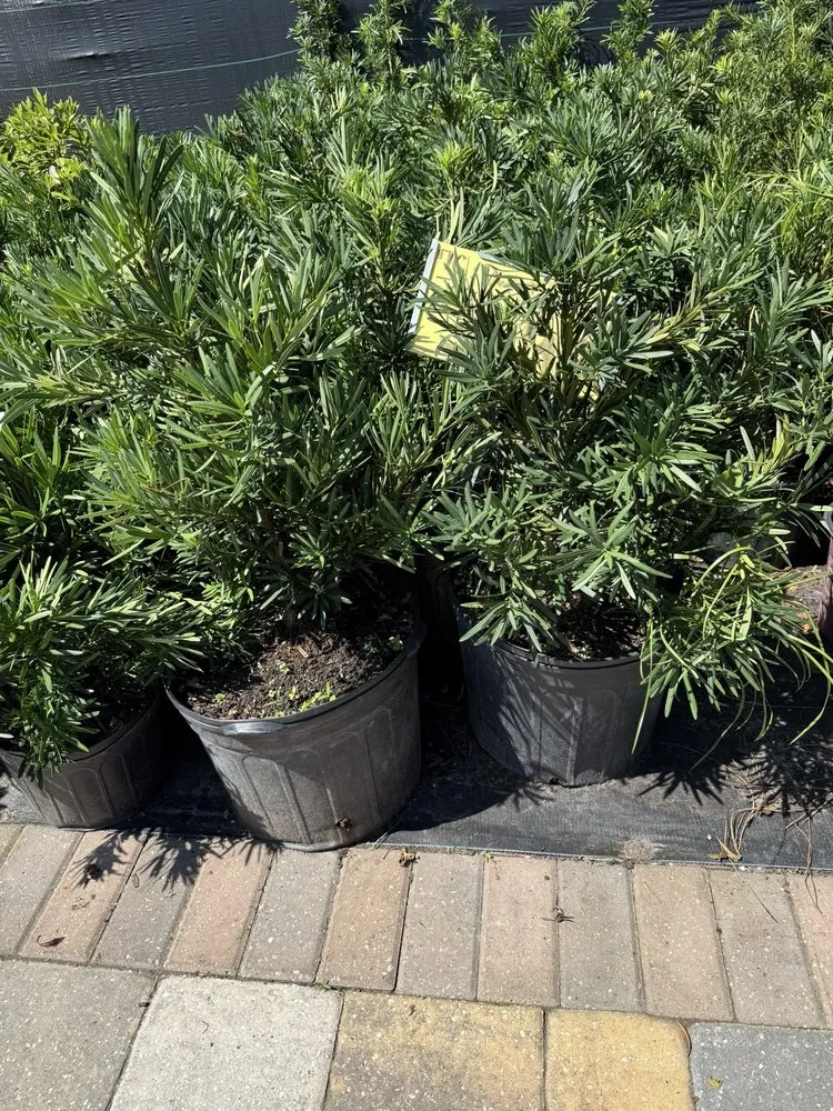 Affordable landscaping services experts serving Fleming Island, FL - Pat's Nursery