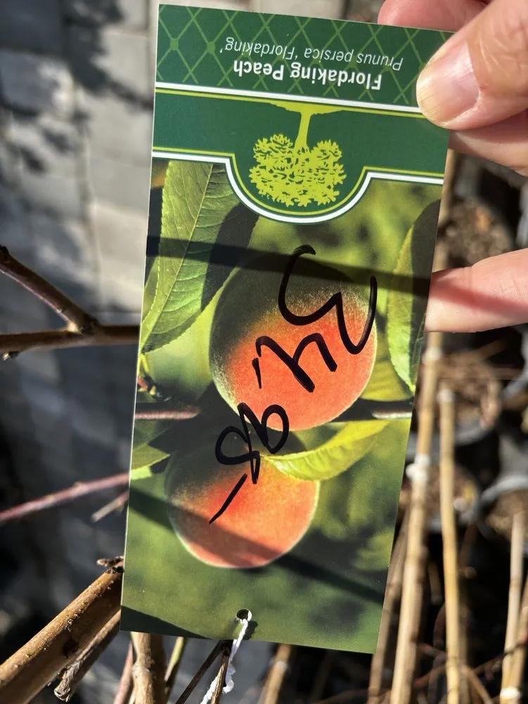 Trusted yard cleanup service with custom design in Fleming Island, FL by Pat's Nursery