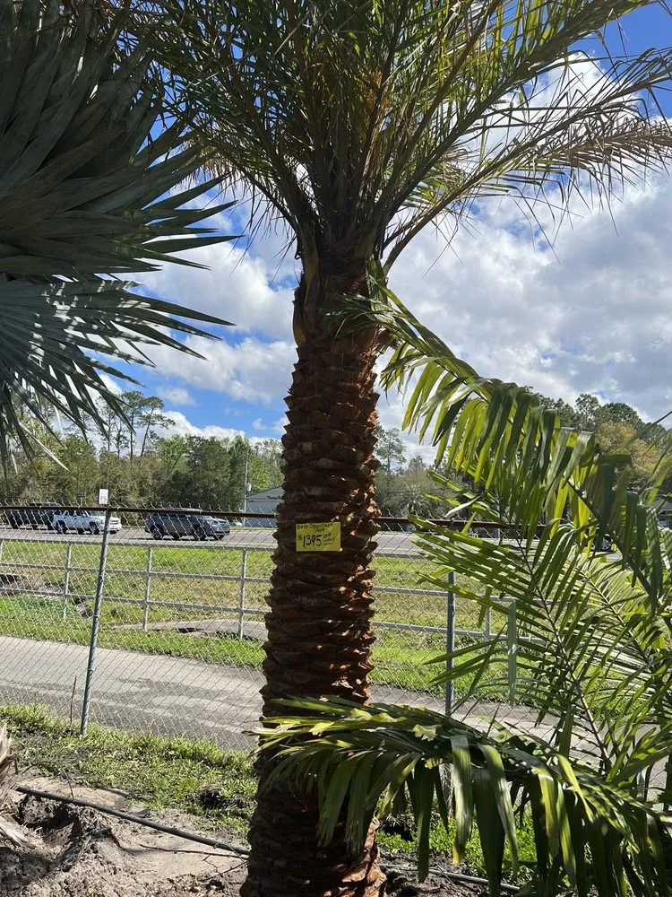 Custom lawn mowing service in Fleming Island, FL - Pat's Nursery