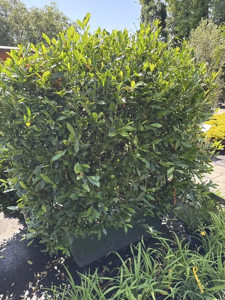 Affordable outdoor landscaping in Fleming Island, FL by Pat's Nursery