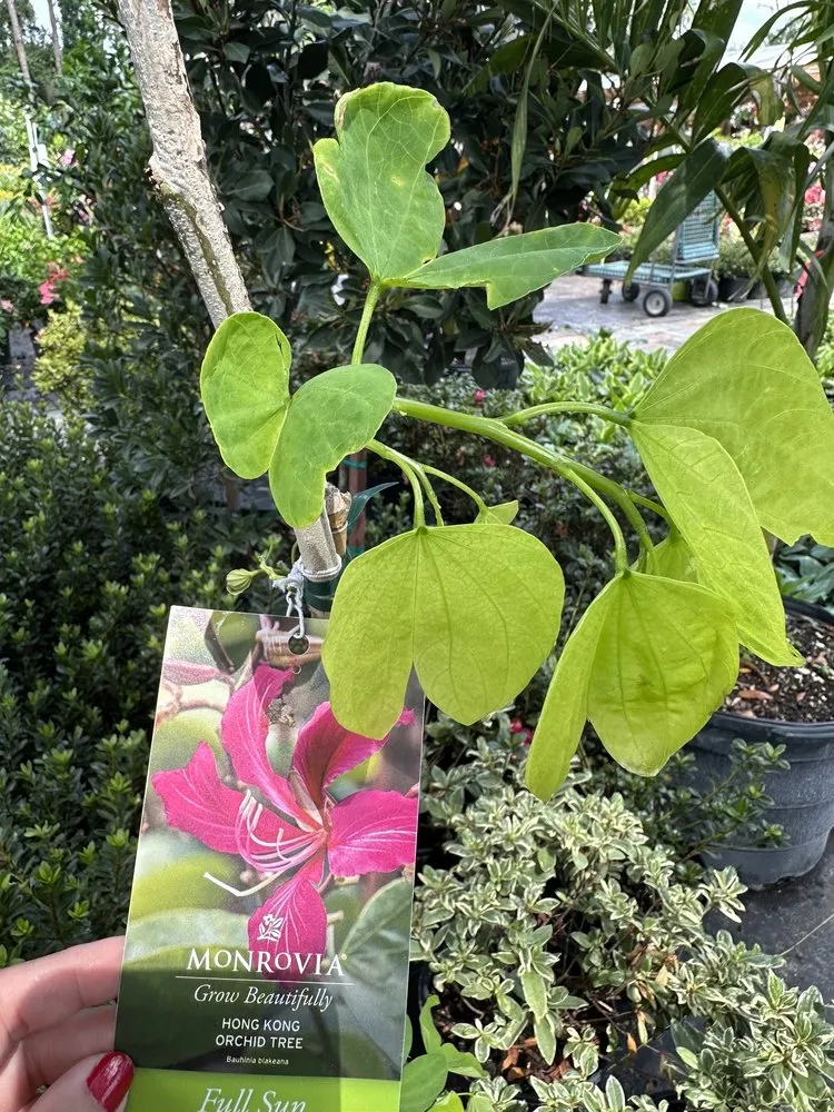 Expert lawn care service experts serving Fleming Island, FL - Pat's Nursery