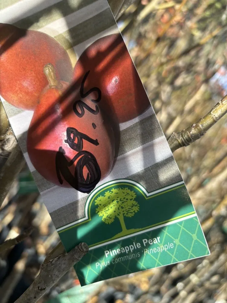 Local garden landscaping in Fleming Island, FL - Pat's Nursery