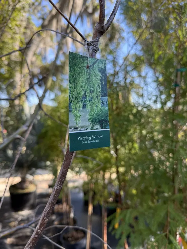 Top-rated landscape design in Fleming Island, FL - Pat's Nursery