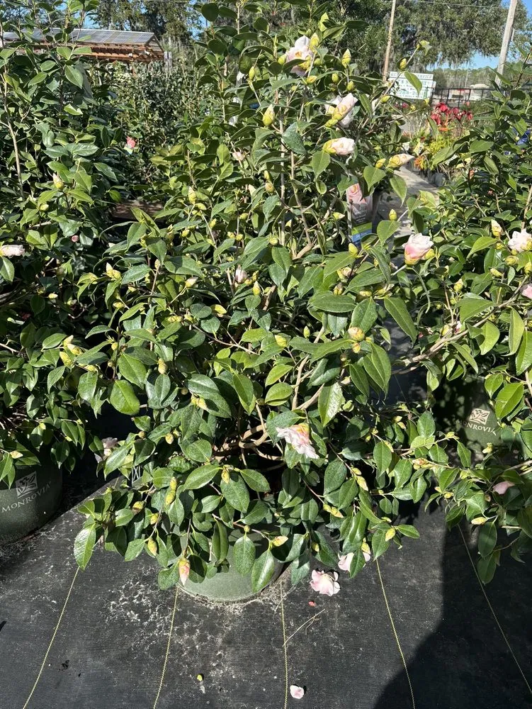 Top-rated landscape installation in Fleming Island, FL - Pat's Nursery