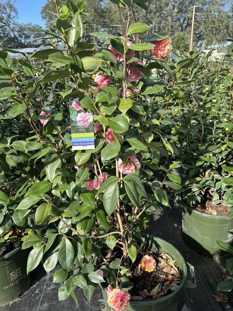 Local lawn mowing service in Fleming Island, FL by Pat's Nursery