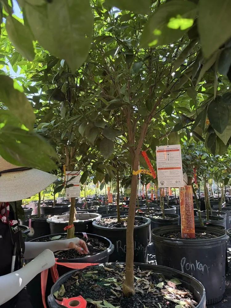 Expert lawn mowing service in Fleming Island, FL by Pat's Nursery