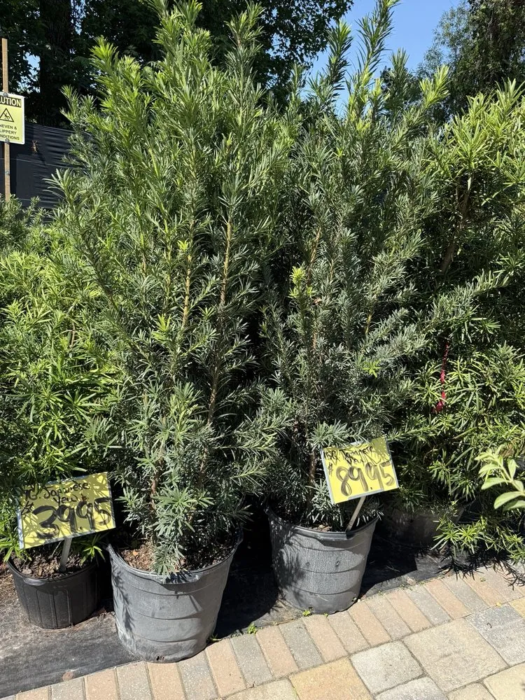 Custom lawn care service in Fleming Island, FL by Pat's Nursery