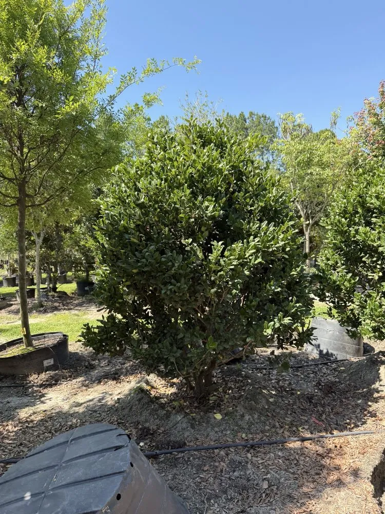 Expert lawn mowing service in Fleming Island, FL - Pat's Nursery