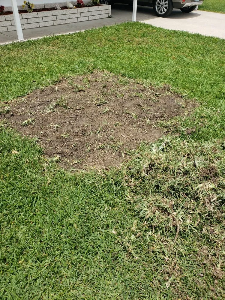 Local yard cleanup service experts serving Tampa, FL - Pats Sod Service