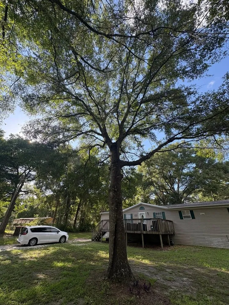 Affordable landscaping services in Belleview, FL by Pats Tree