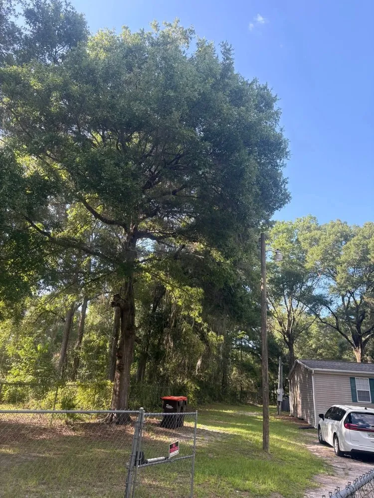 Trusted landscaping services in Belleview, FL - Pats Tree