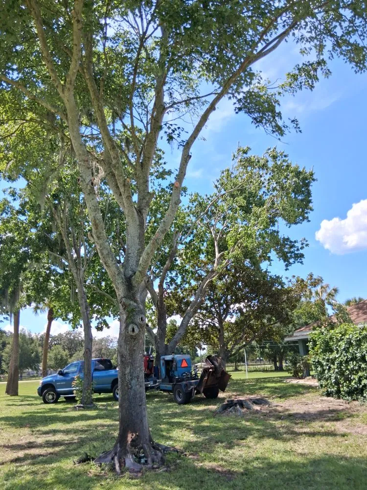Affordable landscape design in Belleview, FL by Pats Tree