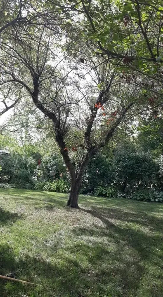 Affordable landscape design for beautiful yards across Belle Plaine, IA - Pattengale's Tree Service and Landscaping