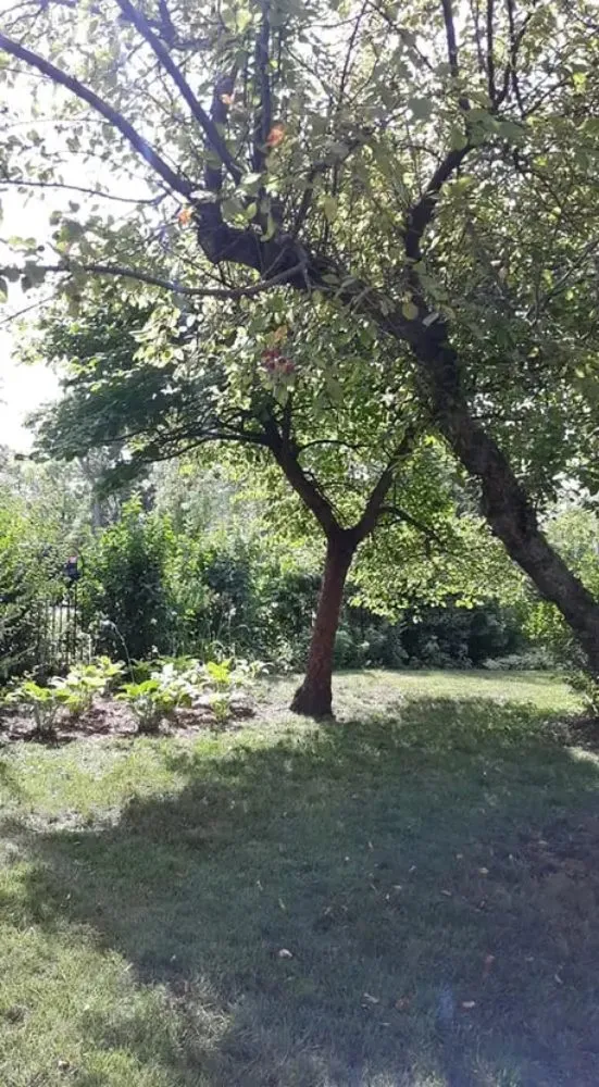 Reliable landscape design in Belle Plaine, IA - Pattengale's Tree Service and Landscaping