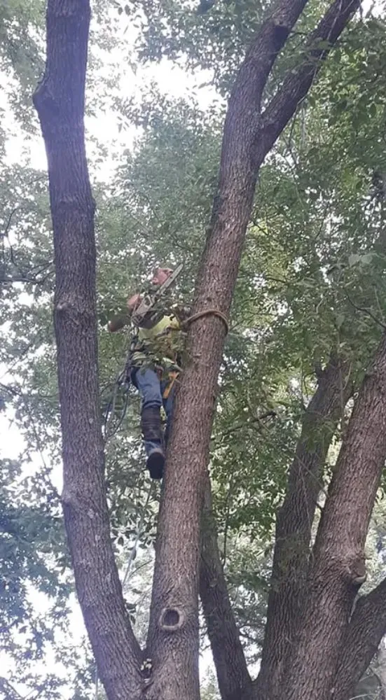 Affordable residential landscaping for homes in Belle Plaine, IA by Pattengale's Tree Service and Landscaping