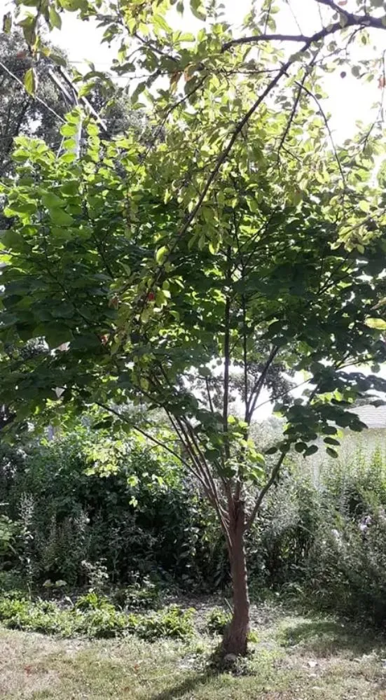 Trusted lawn mowing service for homes across Belle Plaine, IA - Pattengale's Tree Service and Landscaping