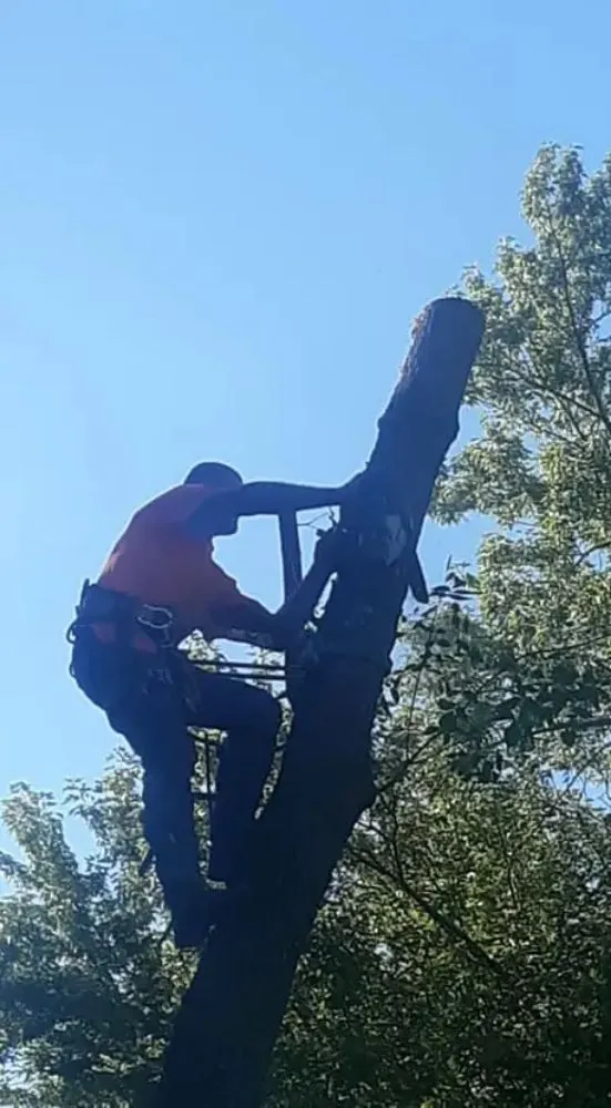 Expert yard cleanup service for year-round maintenance in Belle Plaine, IA by Pattengale's Tree Service and Landscaping