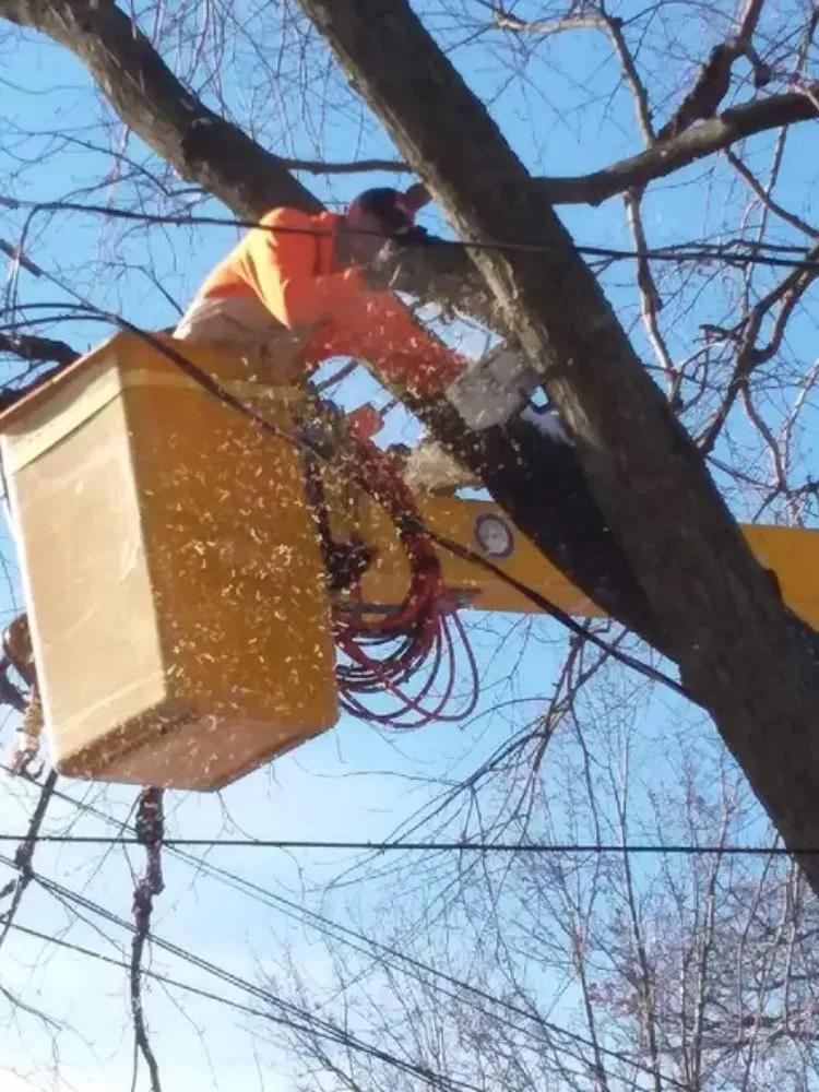 Affordable yard cleanup service experts serving Belle Plaine, IA - Pattengale's Tree Service and Landscaping