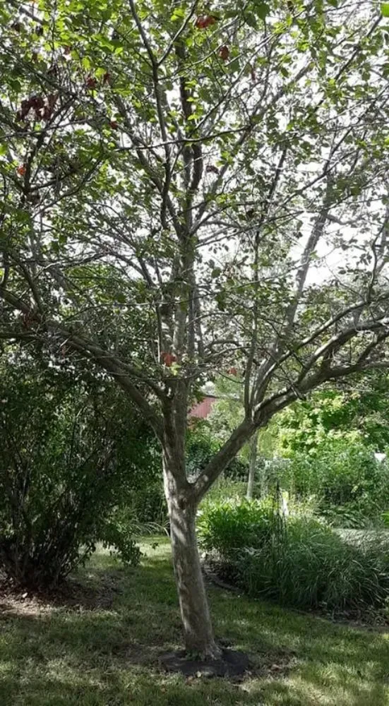 Expert landscape design experts serving Belle Plaine, IA - Pattengale's Tree Service and Landscaping