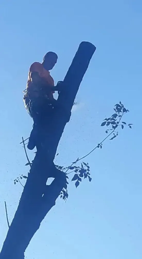 Expert residential landscaping with custom design across Belle Plaine, IA - Pattengale's Tree Service and Landscaping