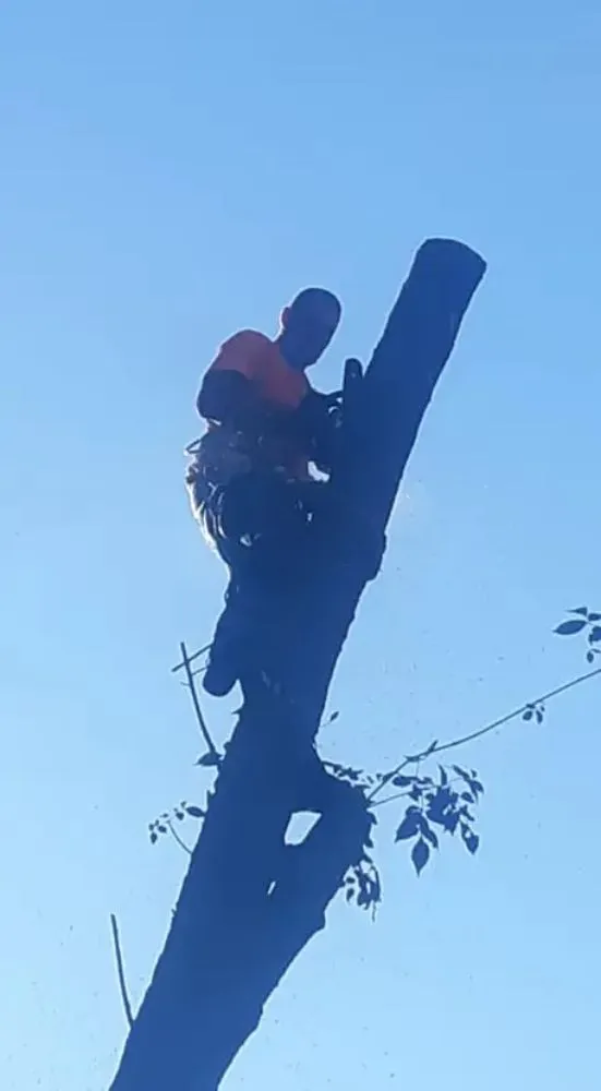 Trusted yard cleanup service in Belle Plaine, IA by Pattengale's Tree Service and Landscaping