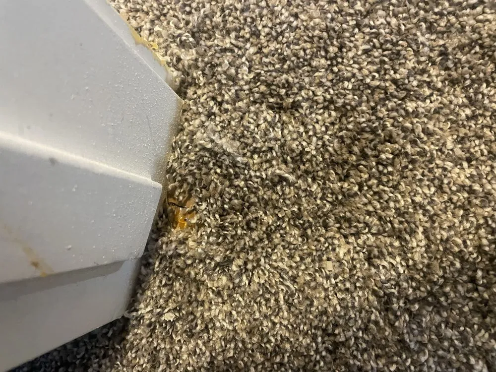 Professional residential landscaping in Scottsdale, AZ - Patterson Homes