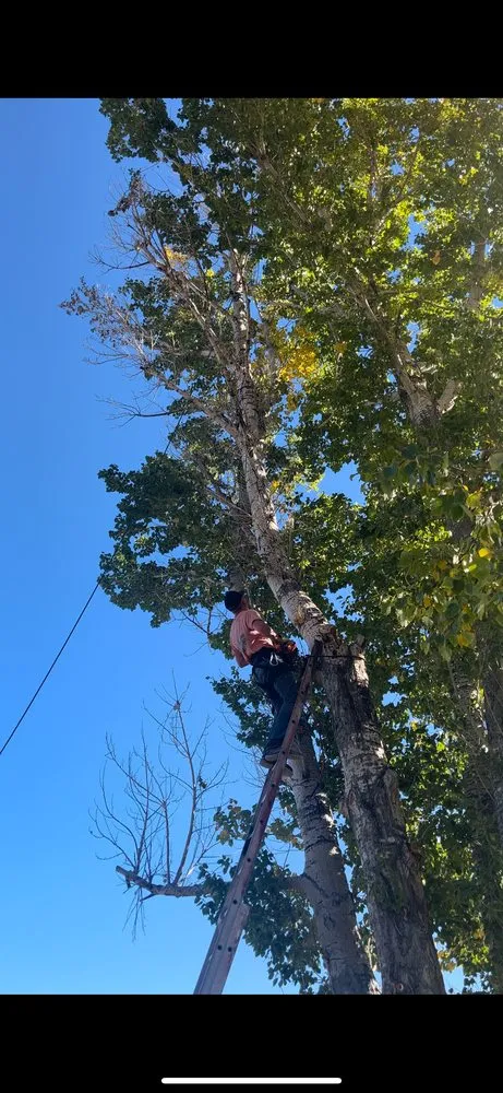 Top-rated landscaping services for beautiful yards across Dillon, MT - Patterson Lawn & Tree Services