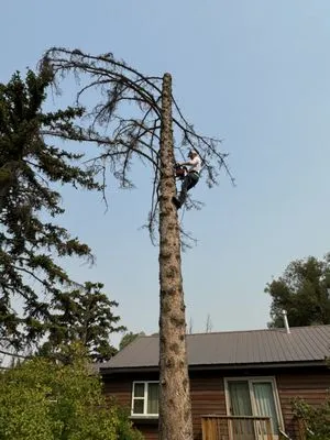 Patterson Lawn & Tree Services