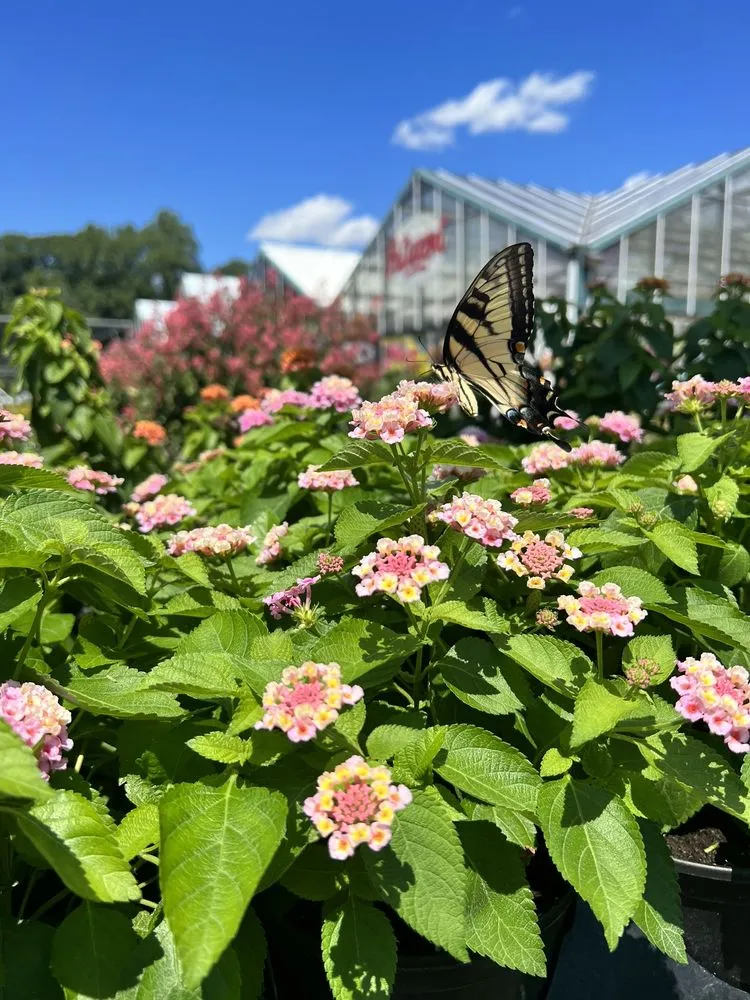 Affordable yard cleanup service for residential properties across Bowie, MD - Patuxent Nursery