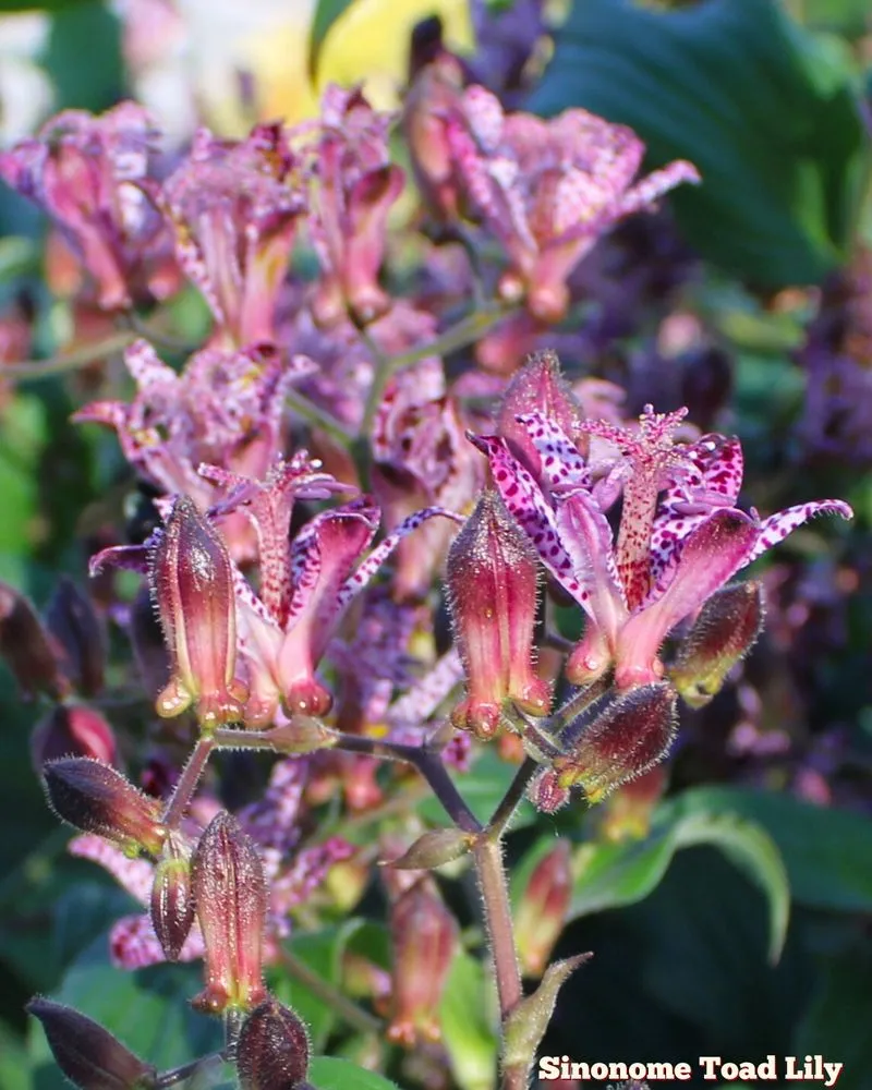 Affordable garden landscaping for year-round maintenance across Bowie, MD - Patuxent Nursery